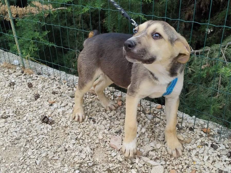 Vuoi adottare un cane a Pordenone?