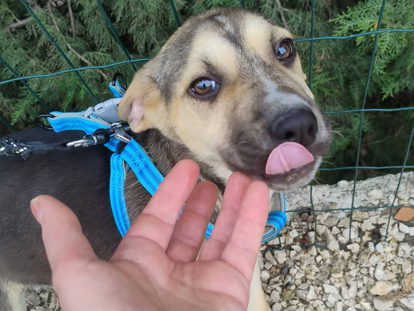 Adotta il cane TANIA a Pordenone