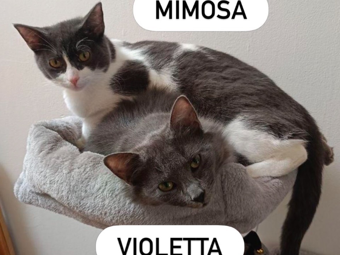 Adozione gatto, femmina, Razza sconosciuta Razza sconosciuta, 11 mesi, taglia non valida, Ancona
