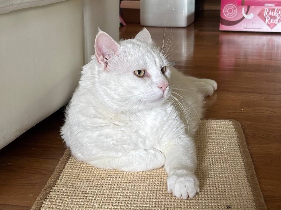 Adozione gatto, maschio, Razza sconosciuta Razza sconosciuta, 3 anni e 11 mesi, taglia non valida, Ancona