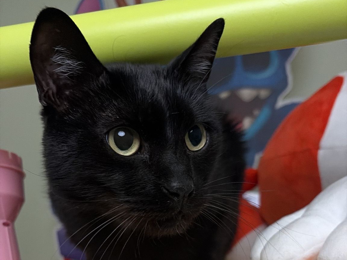 Adozione gatto, maschio, Razza sconosciuta Razza sconosciuta, 3 anni e 11 mesi, taglia non valida, Ancona