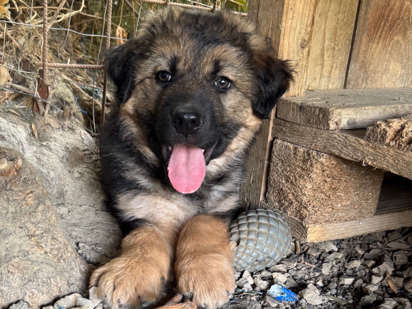 Adotta il cane Milo a Agrigento