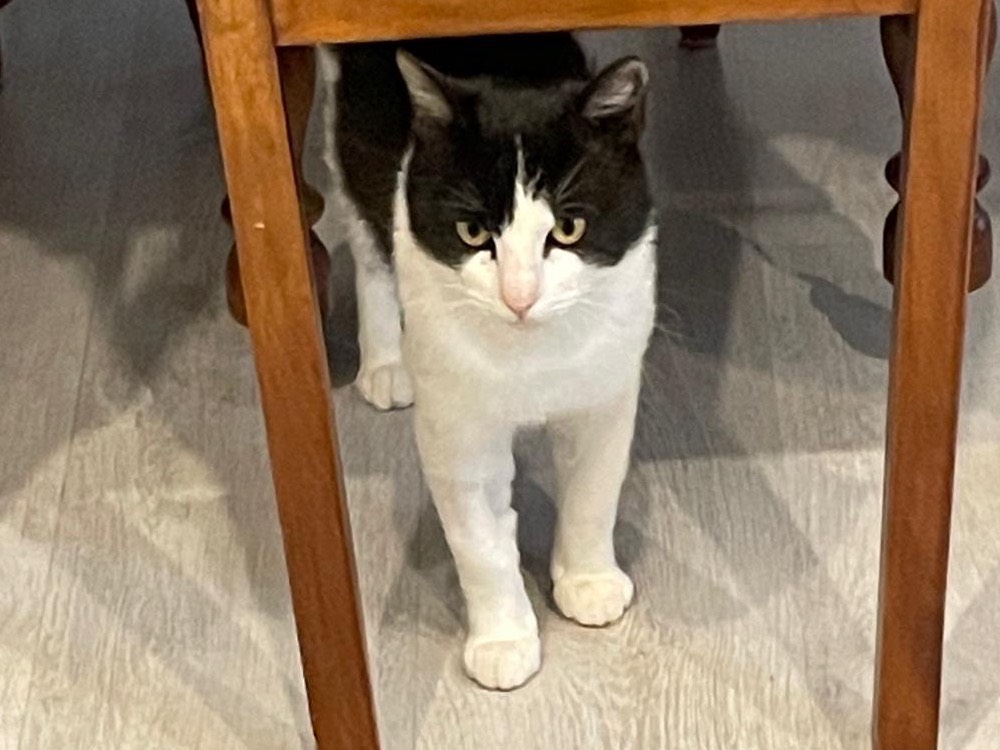 Adozione gatto, maschio, Razza sconosciuta Razza sconosciuta, 2 anni e 11 mesi, taglia non valida, Ancona