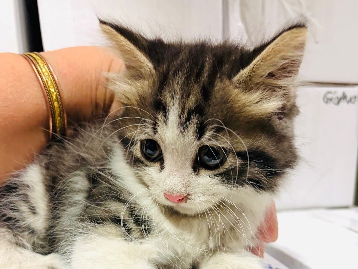 Adozione gatto, maschio, Razza sconosciuta Razza sconosciuta, 2 mesi, taglia non valida, Viterbo