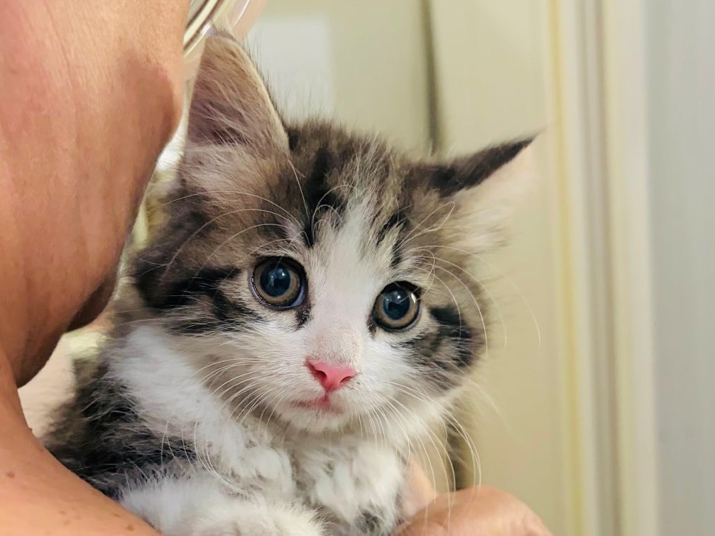 Adotta un gatto, maschio, 2 mesi, Viterbo