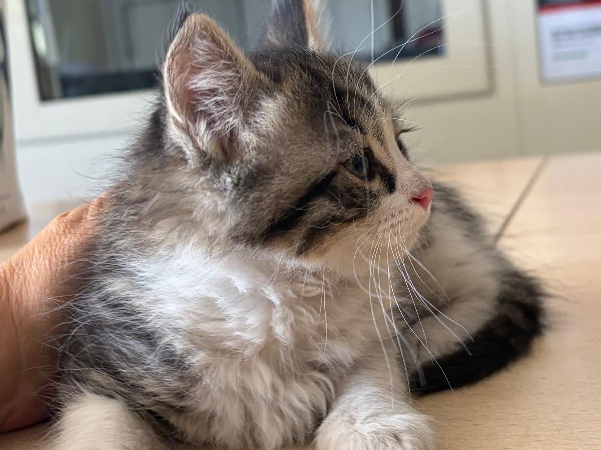 Adotta un gatto, taglia non valida, maschio, Viterbo
