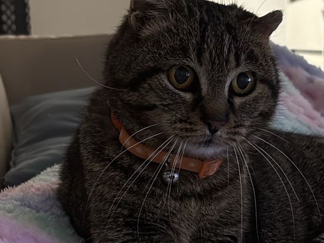 Adozione gatto, femmina, Razza sconosciuta Razza sconosciuta, 4 anni e 11 mesi, taglia non valida, Ancona