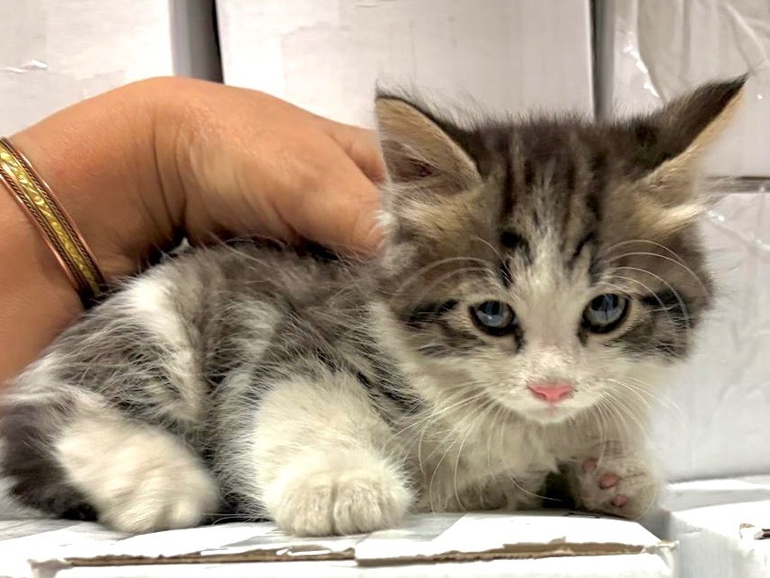 Vuoi adottare un gatto a Viterbo?