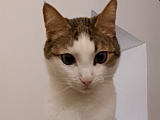 Adozione gatto, maschio, Razza sconosciuta Razza sconosciuta, 3 anni, taglia non valida, Ancona