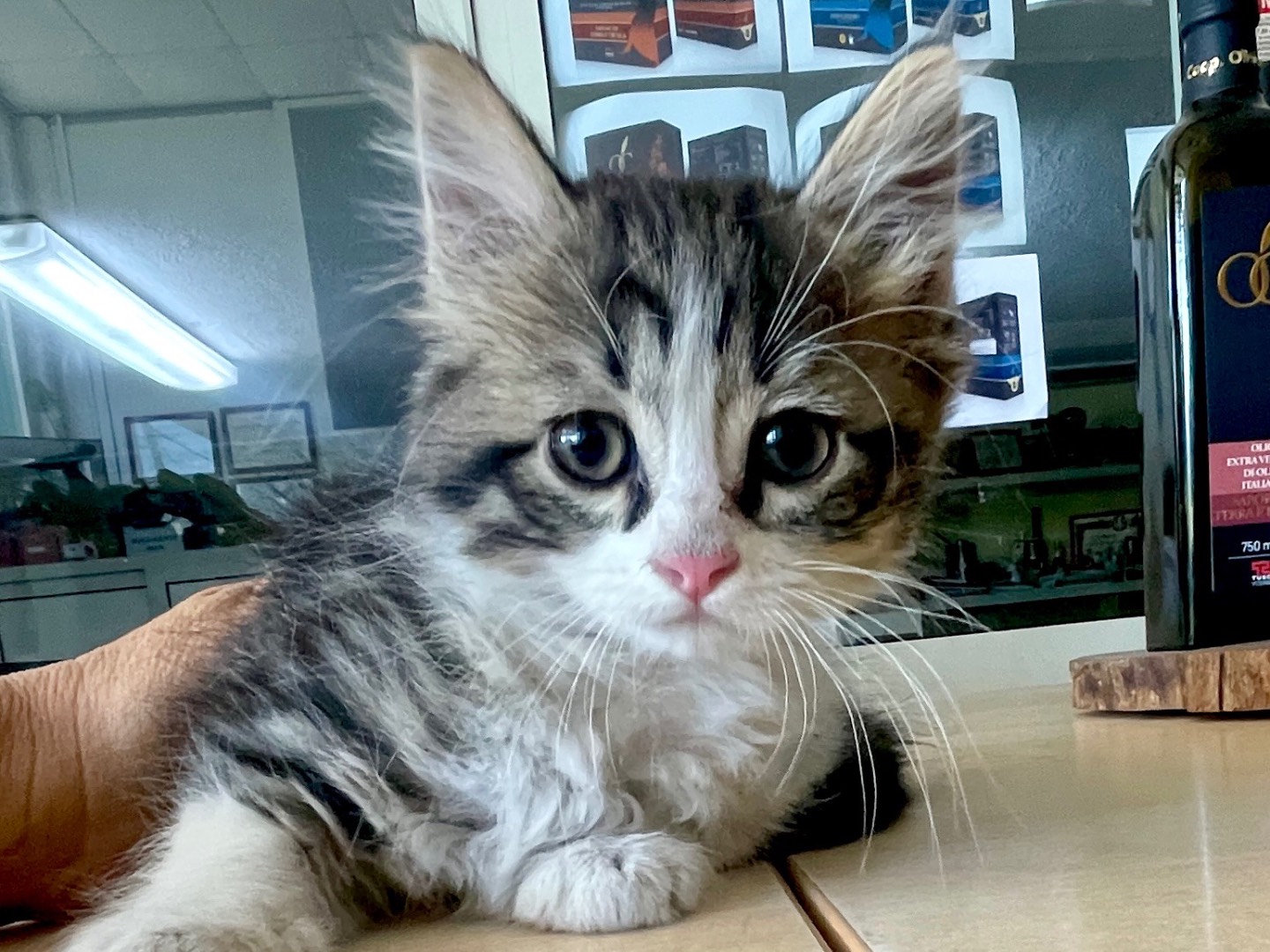Adozione gatto, femmina, Razza sconosciuta Razza sconosciuta, 2 mesi, taglia non valida, Viterbo