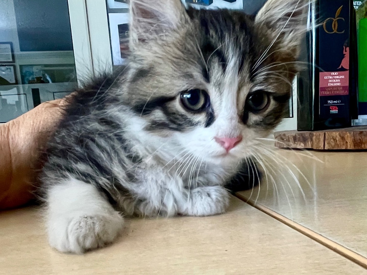Adotta un gatto, femmina, 2 mesi, Viterbo