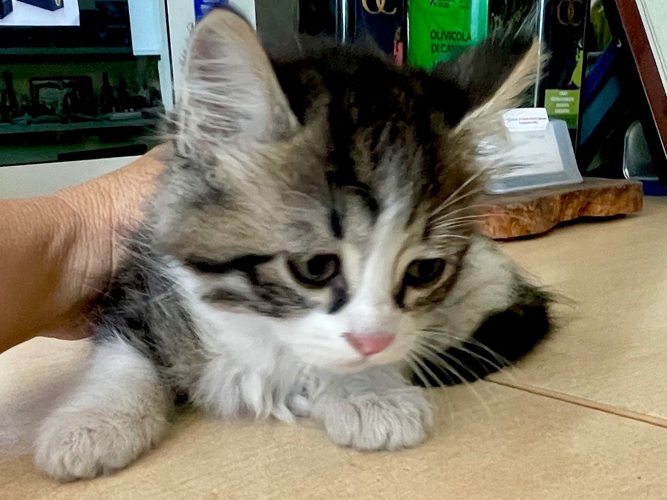 Adotta un gatto, taglia non valida, femmina, Viterbo