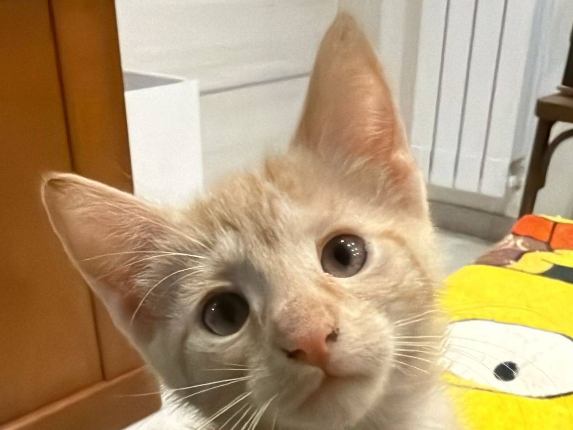 Adozione gatto, femmina, Razza sconosciuta Razza sconosciuta, 3 mesi, taglia non valida, Napoli
