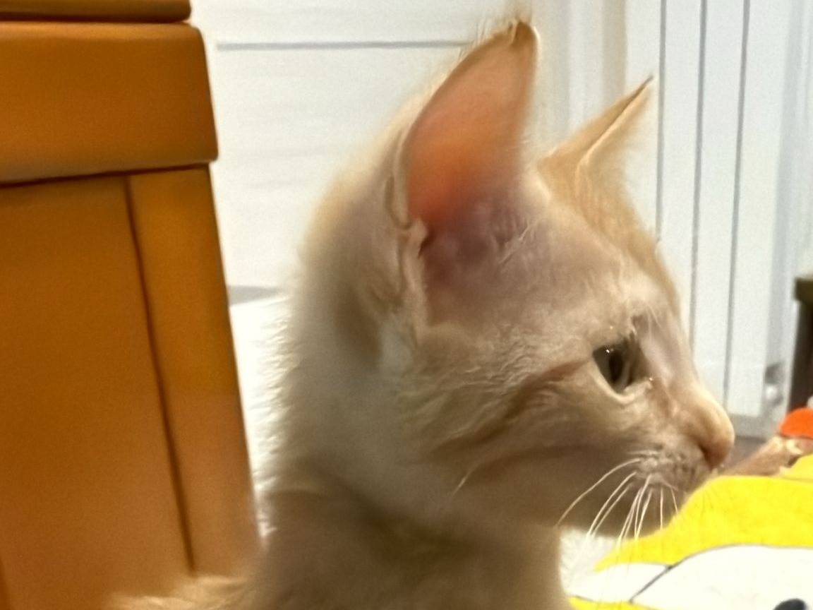 Adotta un gatto, taglia non valida, femmina, Napoli