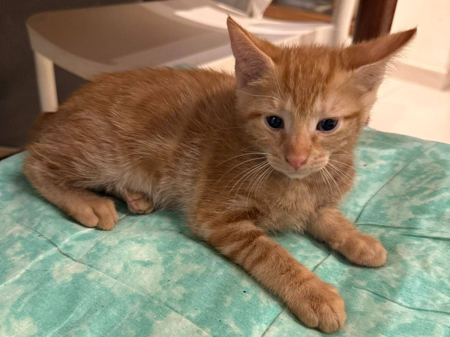 Adozione gatto, femmina, Razza sconosciuta Razza sconosciuta, 3 mesi, taglia non valida, Napoli