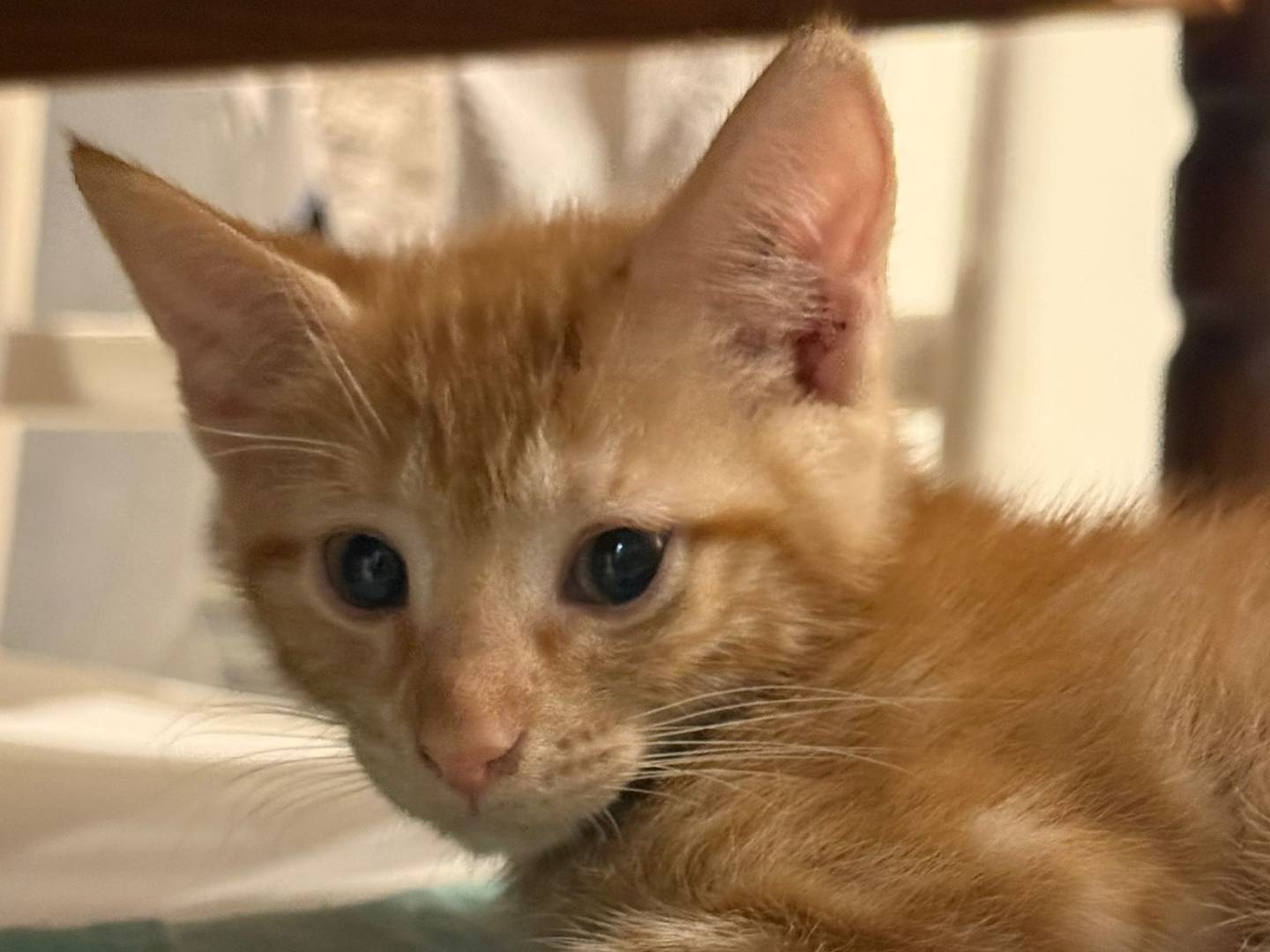 Adotta un gatto, femmina, 3 mesi, Napoli