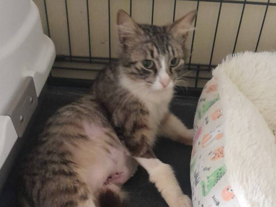 Adozione gatto, femmina, Razza sconosciuta Razza sconosciuta, 2 anni e 4 mesi, taglia non valida, Ravenna
