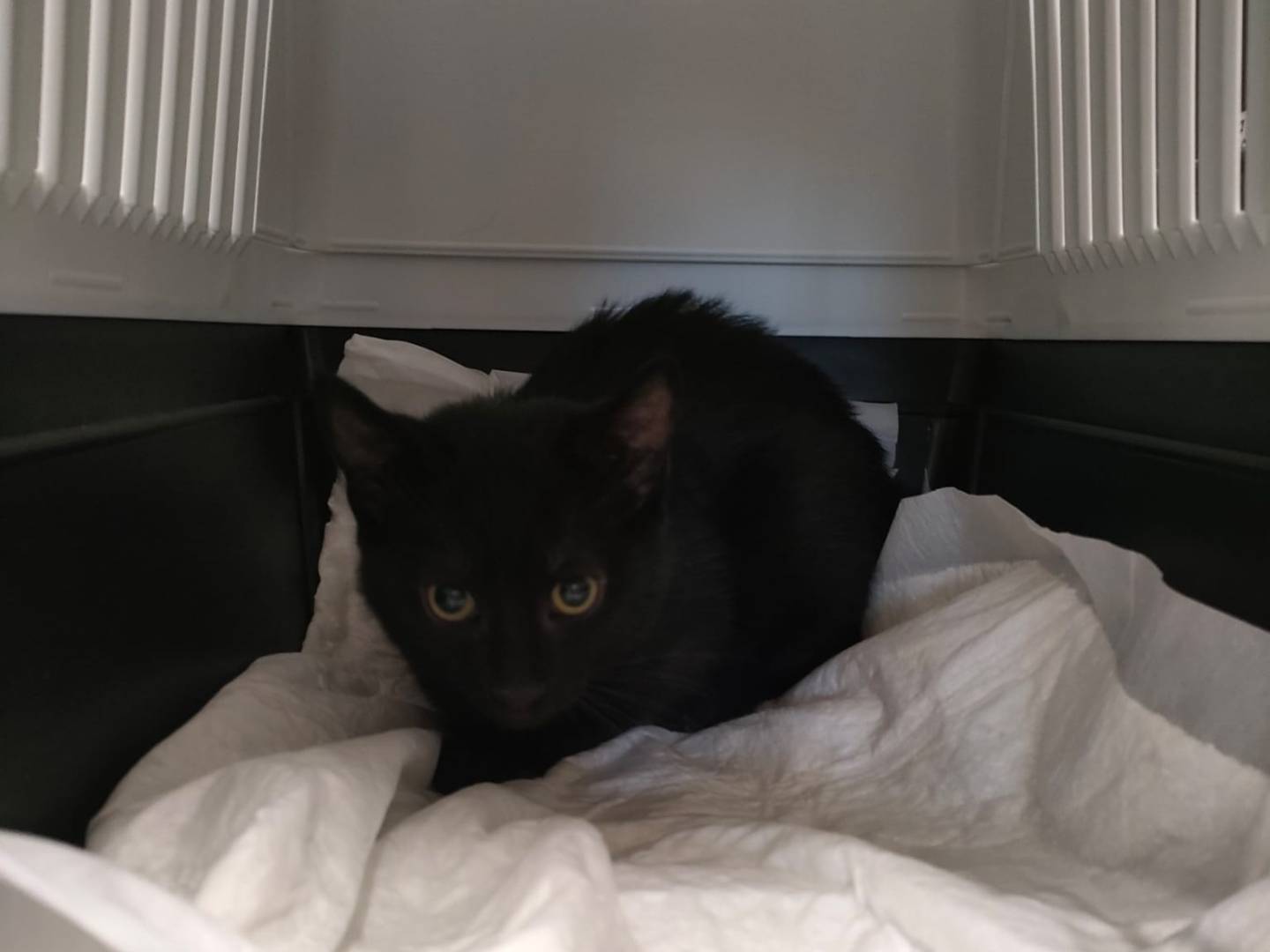 Adozione gatto, maschio, Razza sconosciuta Razza sconosciuta, 2 mesi, taglia non valida, Ravenna