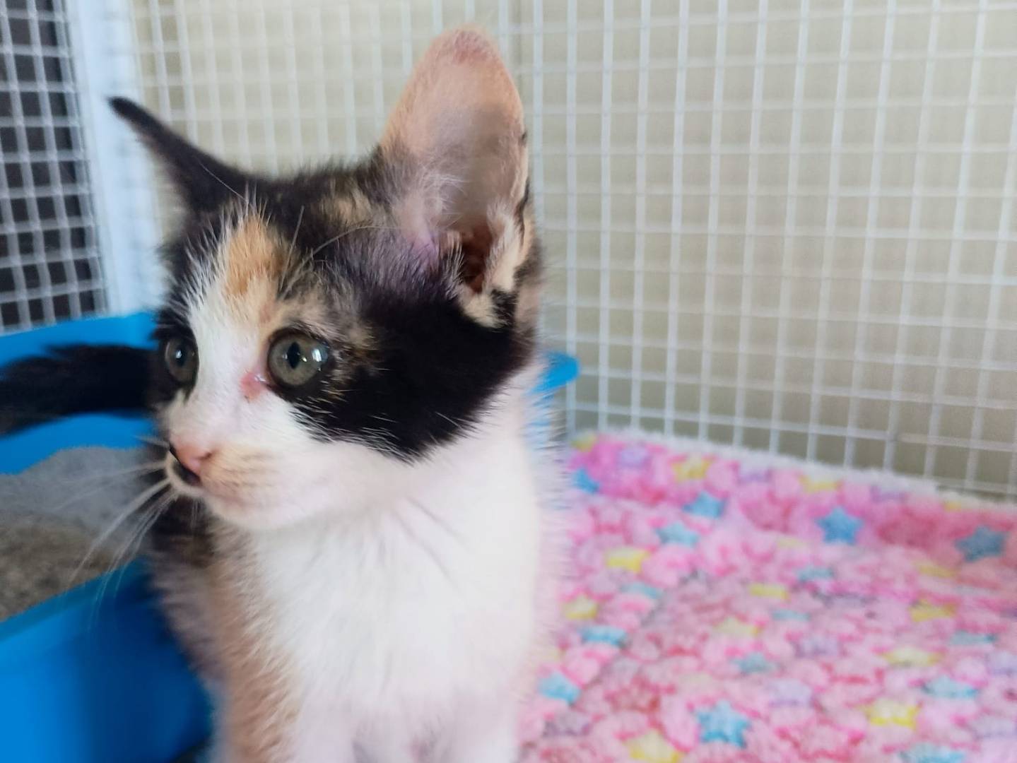 Adozione gatto, femmina, Razza sconosciuta Razza sconosciuta, 2 mesi, taglia non valida, Ravenna