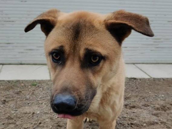 Adozione cane, maschio, Razza sconosciuta Razza sconosciuta, 4 anni e 10 mesi, taglia media contenuta, Como