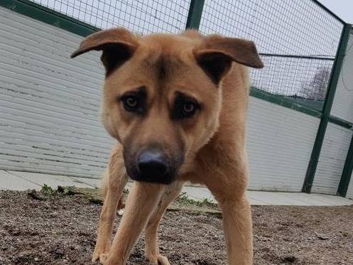 Adotta un cane, taglia media contenuta, maschio, Como