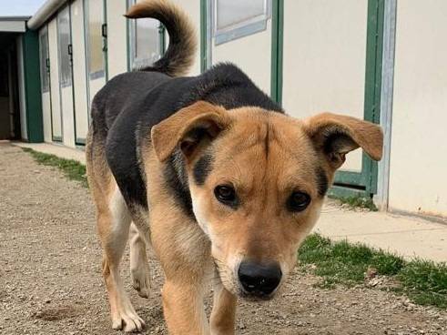 Adozione cane, maschio, Razza sconosciuta Razza sconosciuta, 4 anni e 7 mesi, taglia media, Como