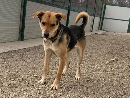 Adotta un cane, maschio, 4 anni e 7 mesi, Como
