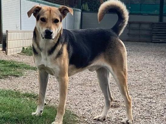 Adotta un cane, taglia media, maschio, Como