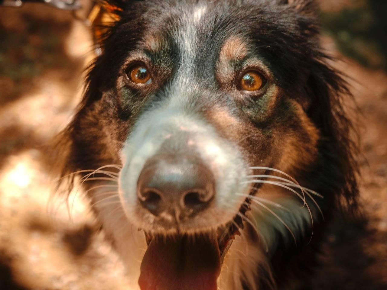 Foto 3 dell'animale