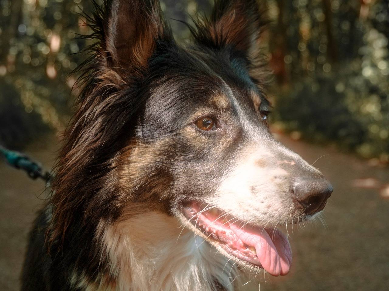 Vuoi adottare un cane a Milano?