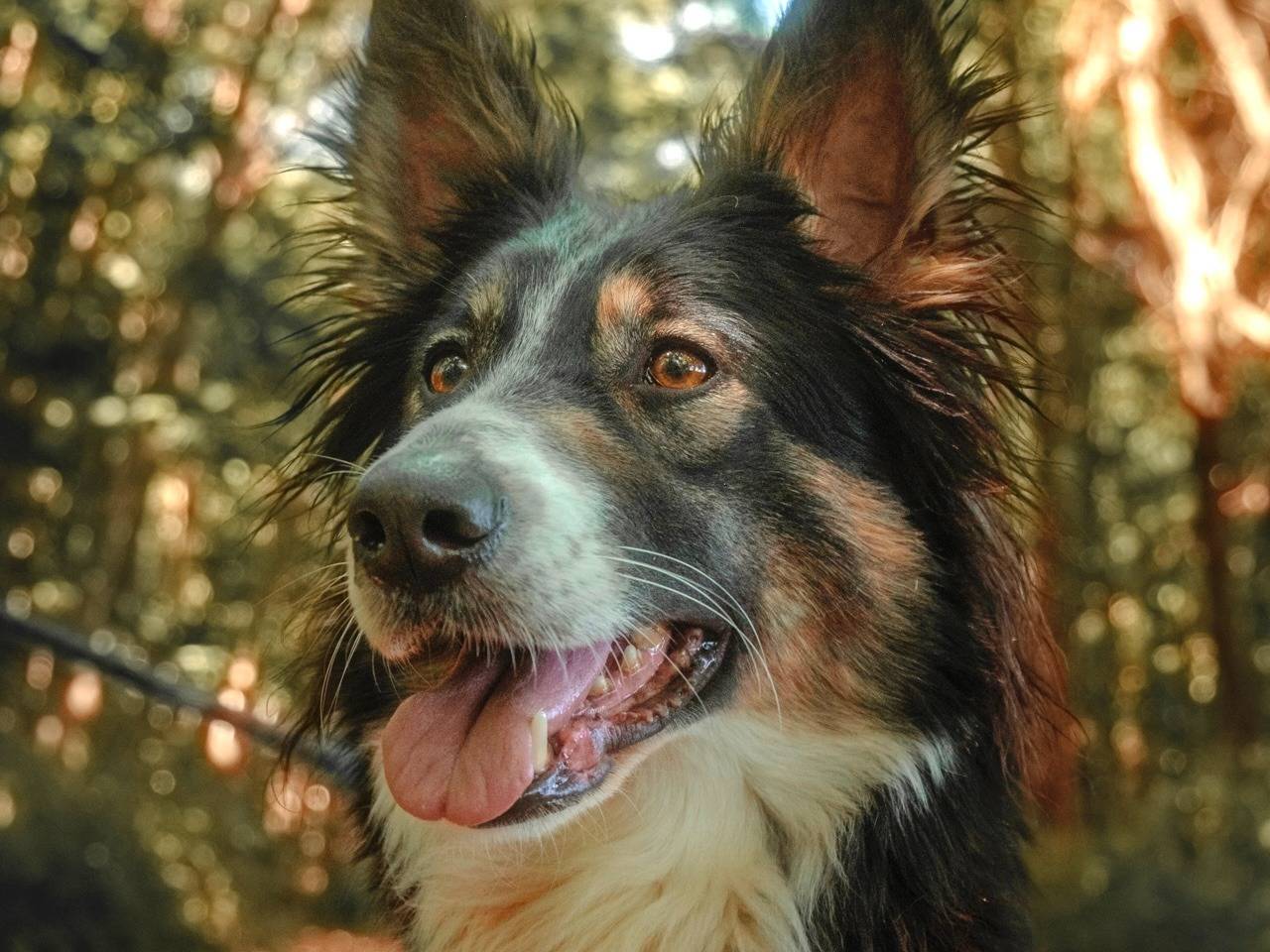 Adotta il cane Mila a Milano