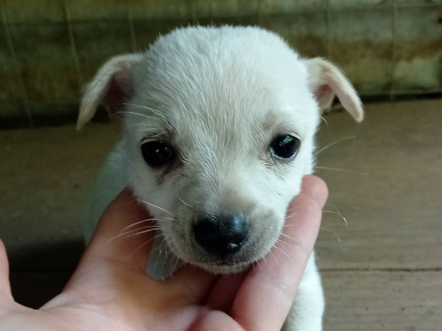 Adozione cane, maschio, Razza sconosciuta Razza sconosciuta, 2 mesi, taglia piccola, Catanzaro