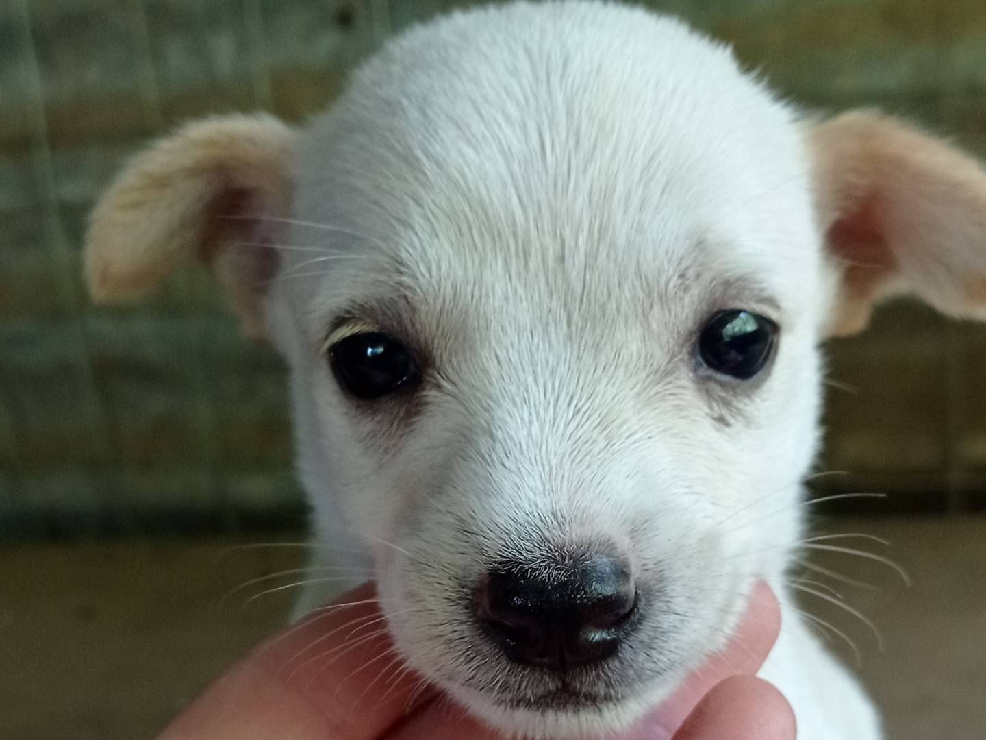 Adozione cane, maschio, Razza sconosciuta Razza sconosciuta, 2 mesi, taglia piccola, Catanzaro