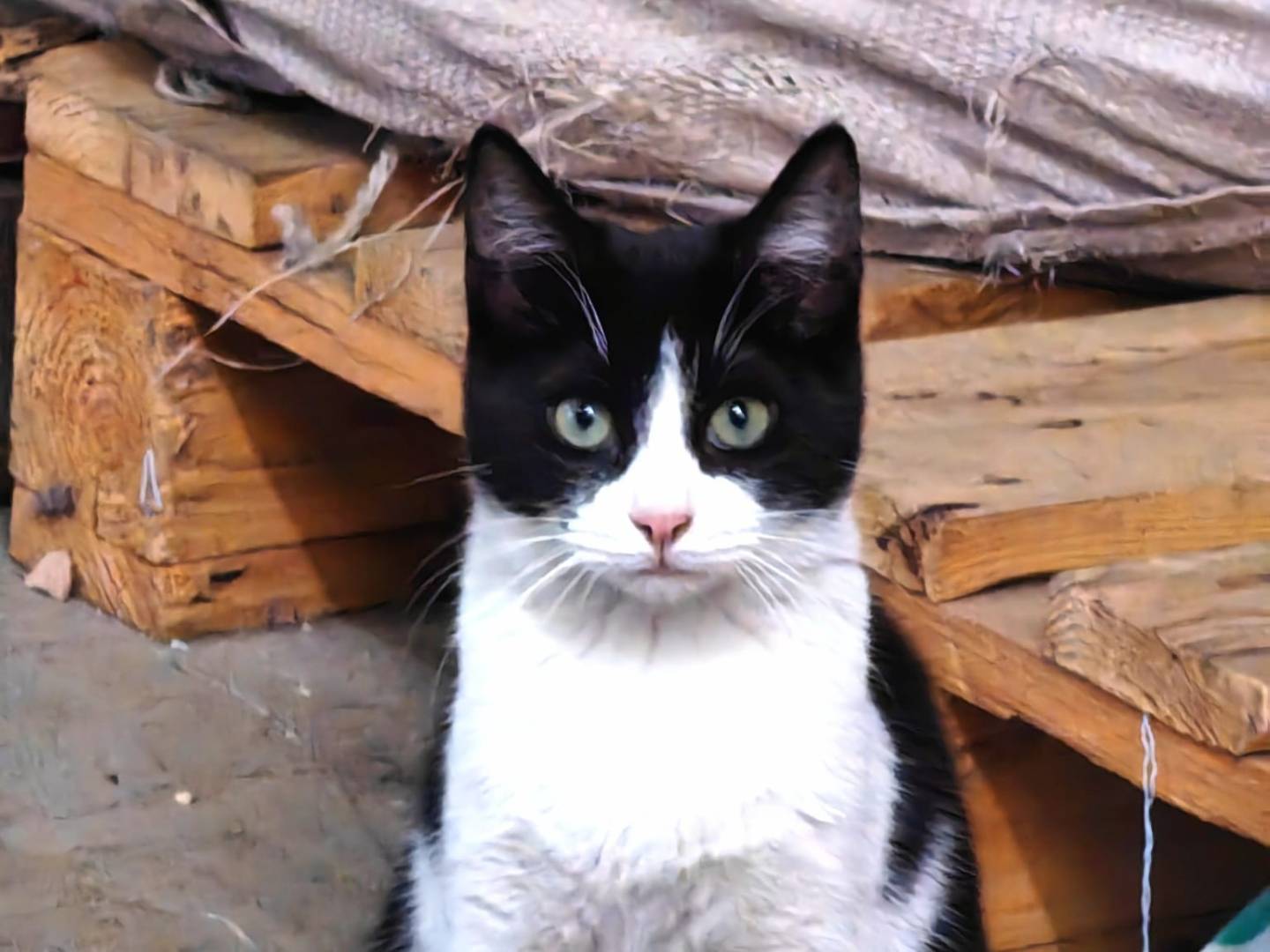 Adotta un gatto, taglia non valida, maschio, Genova