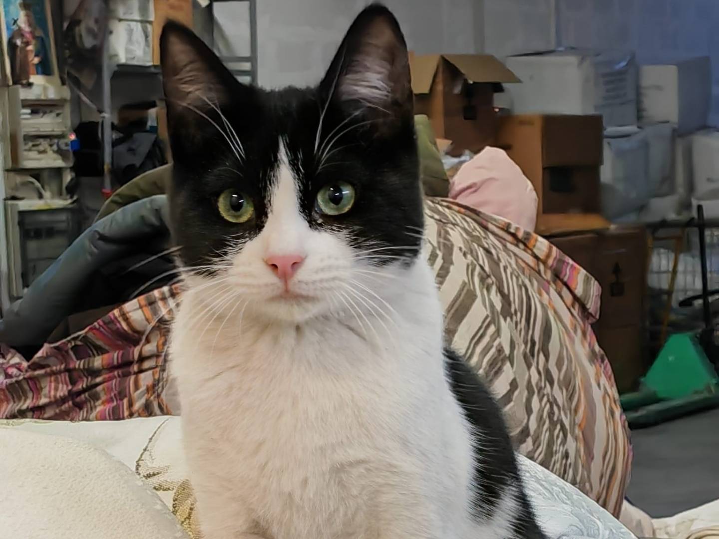 Vuoi adottare un gatto a Genova?