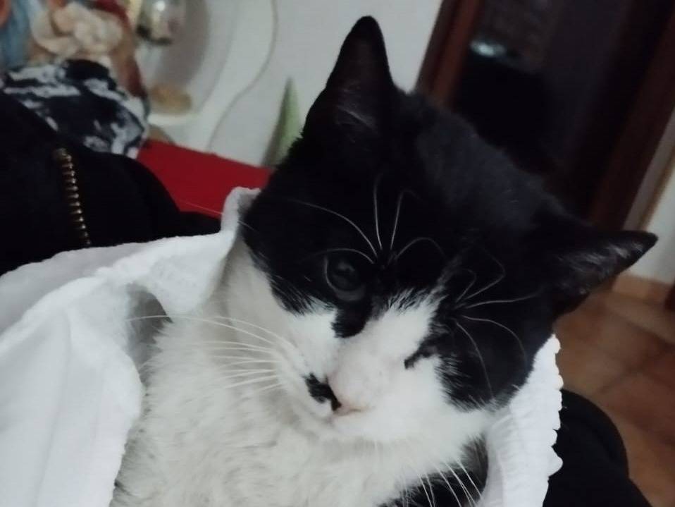 Adotta il gatto Fruttella a Milano