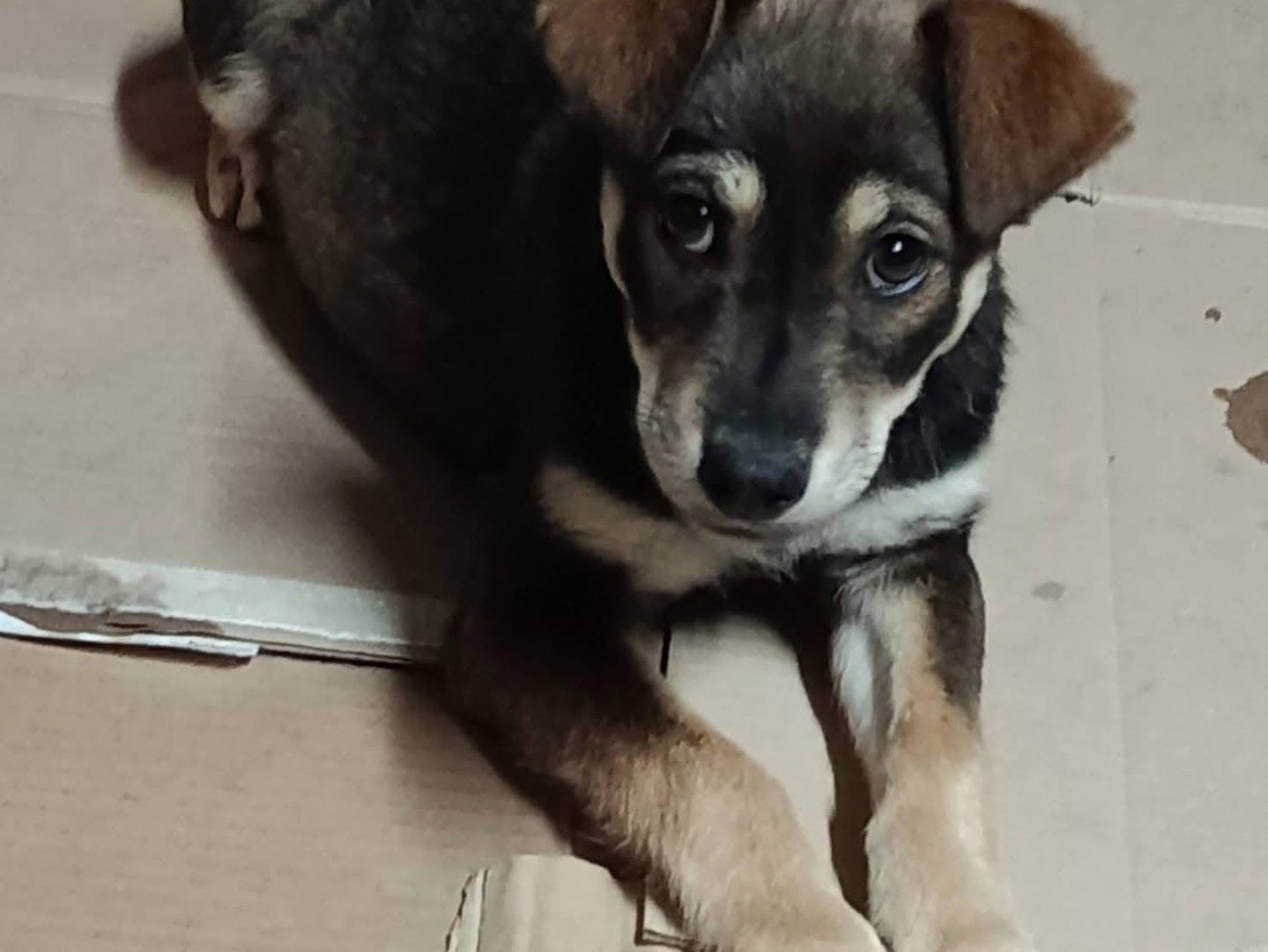 Adozione cane, femmina, Razza sconosciuta Razza sconosciuta, 3 mesi, taglia media contenuta, Avellino
