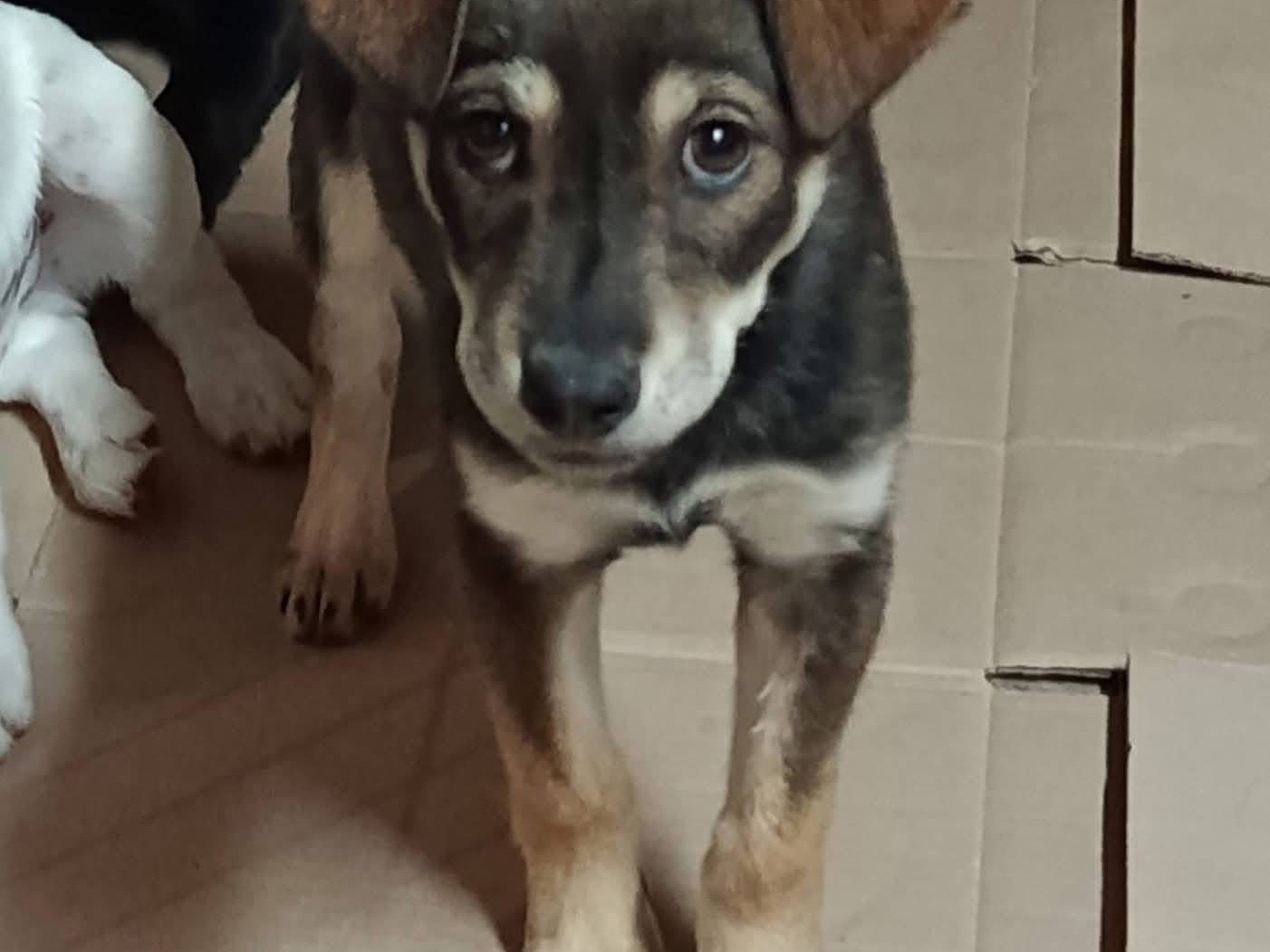 Adotta un cane, femmina, 3 mesi, Avellino