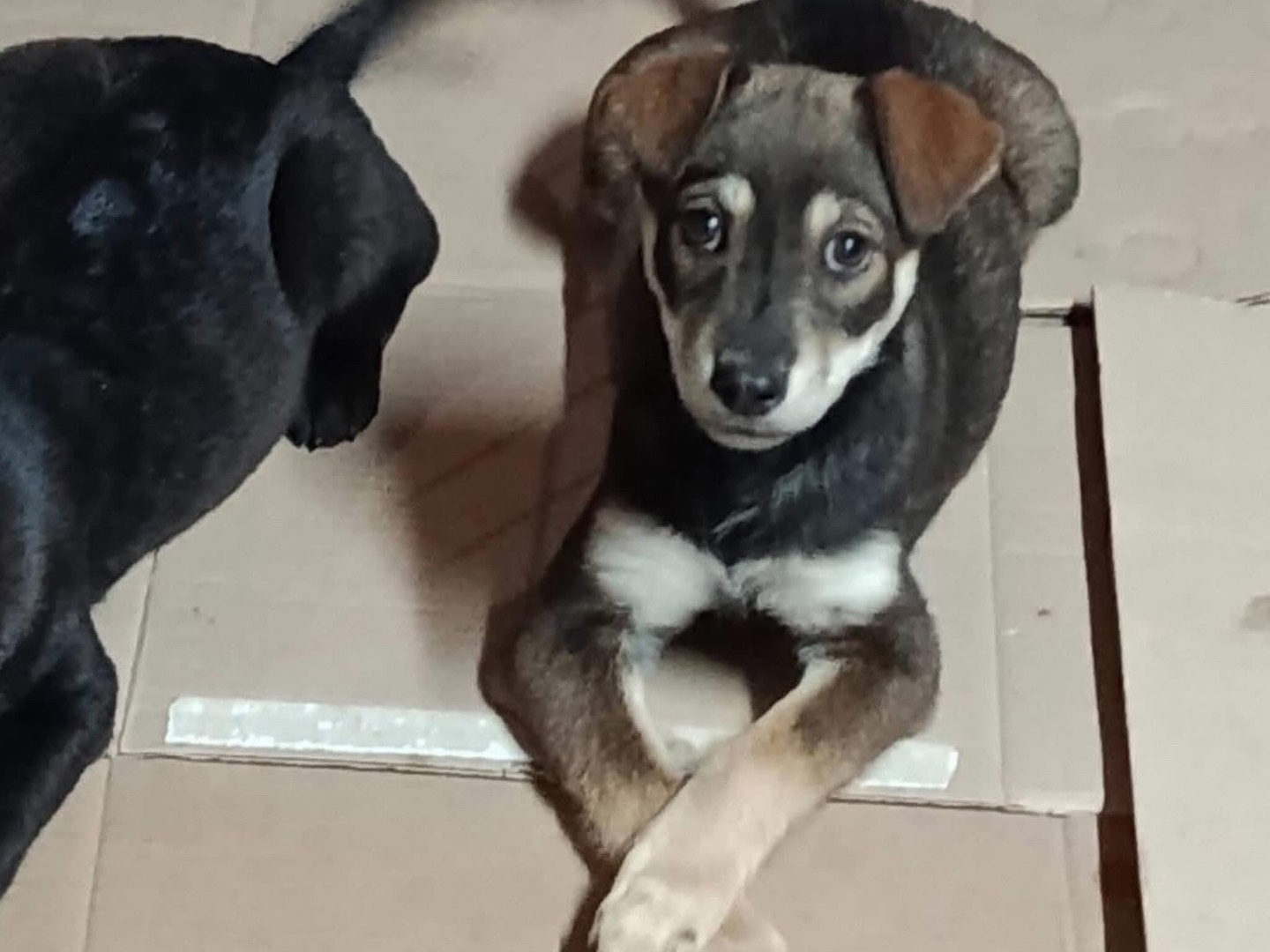 Adotta un cane, taglia media contenuta, femmina, Avellino