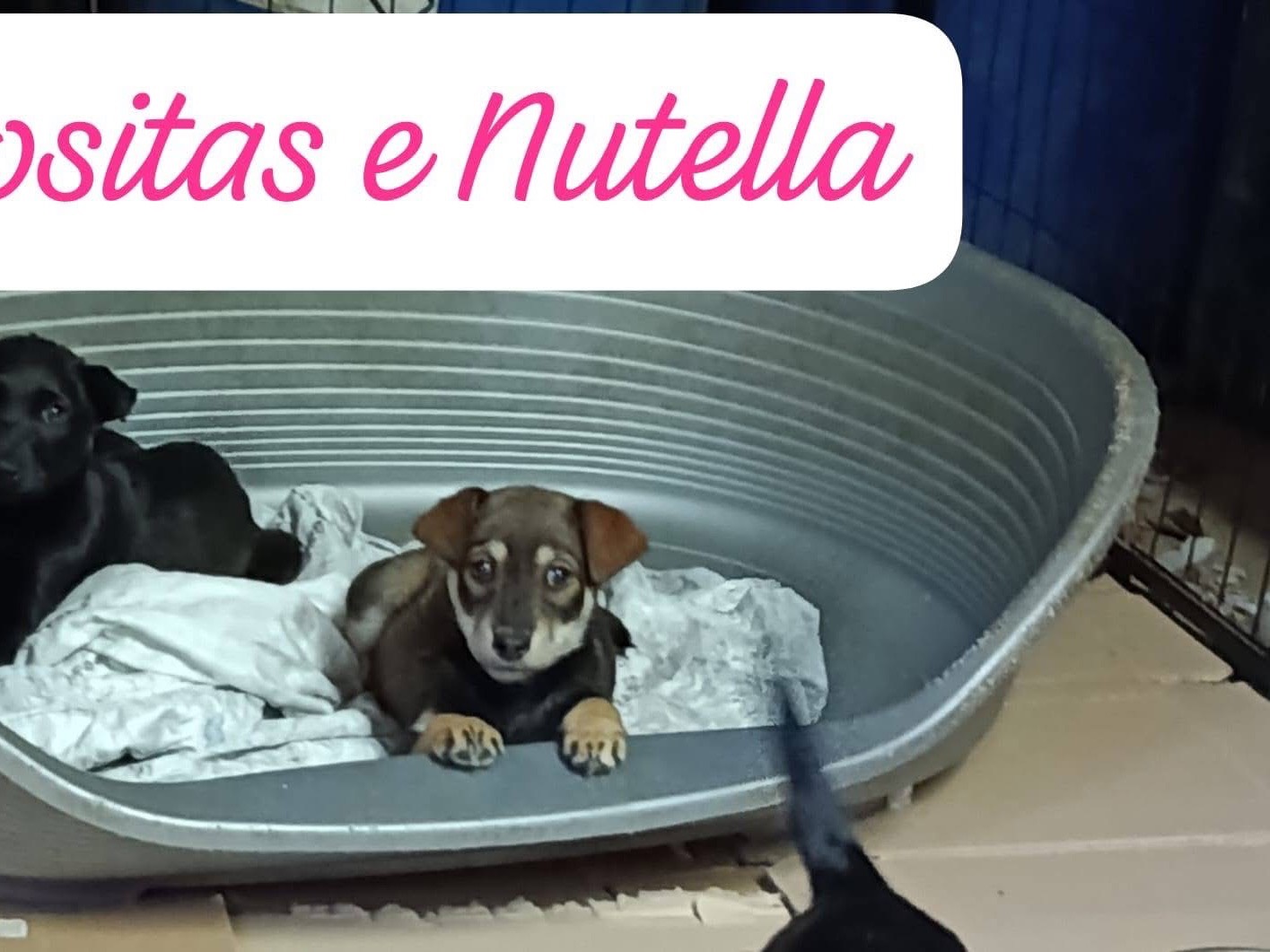 Vuoi adottare un cane a Avellino?