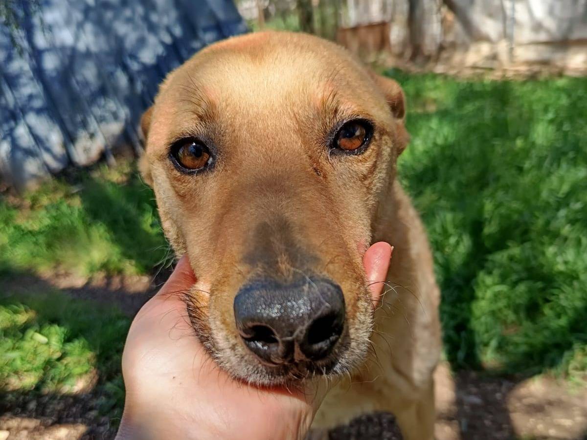 Vuoi adottare un cane a Pavia?