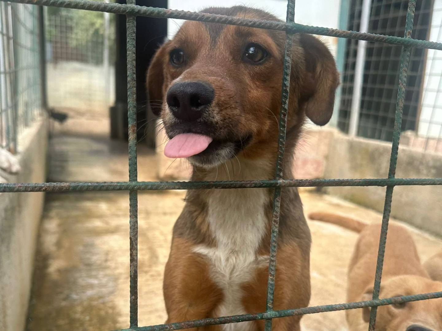 Adozione cane, maschio, Razza sconosciuta Razza sconosciuta, 11 mesi, taglia piccola, Avellino