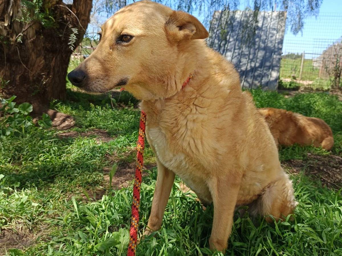 Adotta un cane, femmina, 6 anni e 4 mesi, Pavia