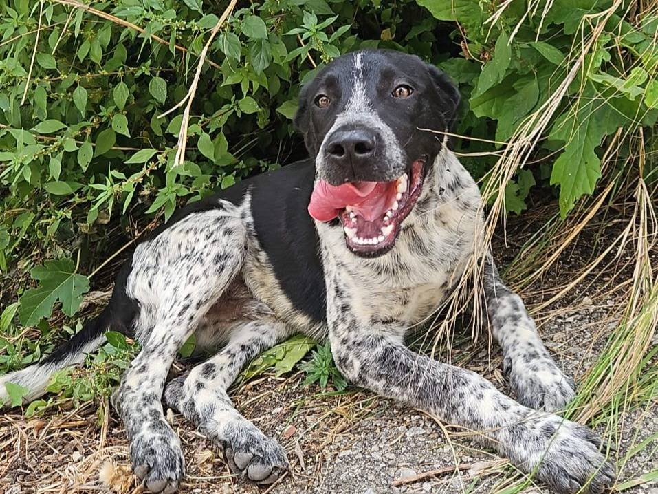 Adozione cane, maschio, Setter Inglese Razza sconosciuta, 5 mesi, taglia media, Varese