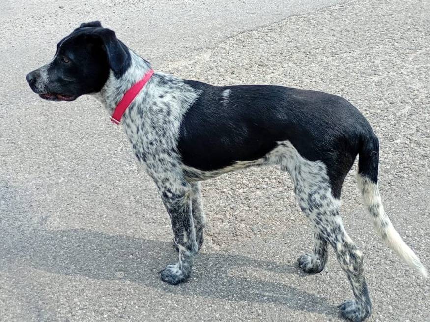Adotta un cane, maschio, 5 mesi, Varese