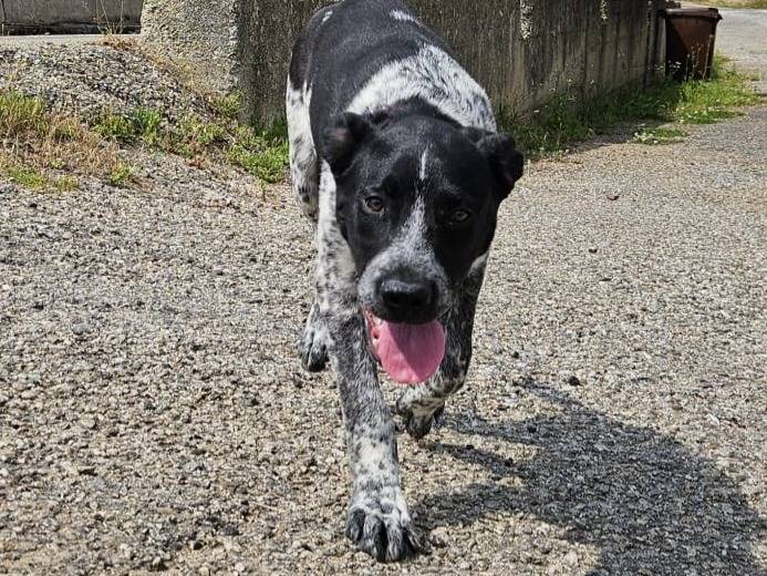 Adotta un cane, taglia media, maschio, Varese