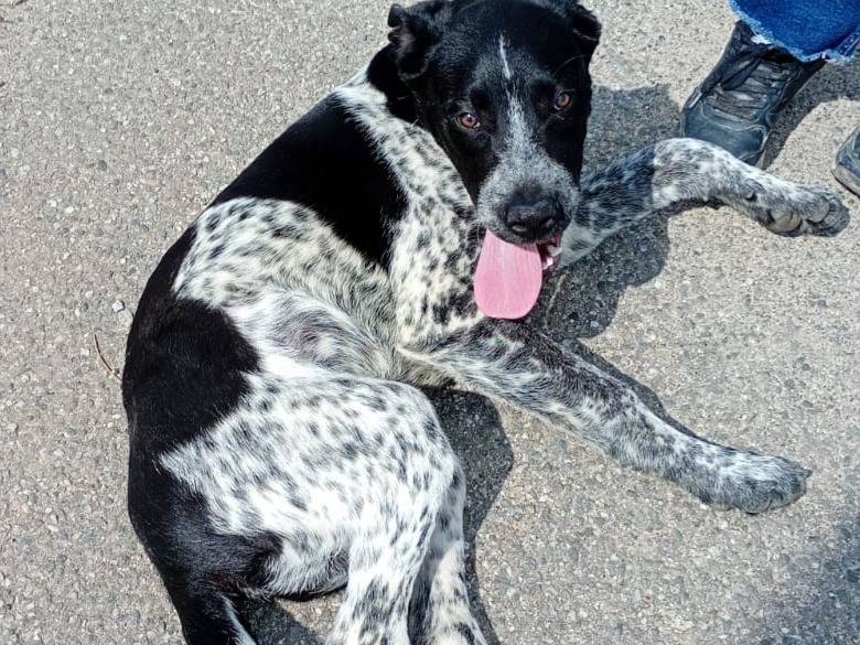 Vuoi adottare un cane a Varese?