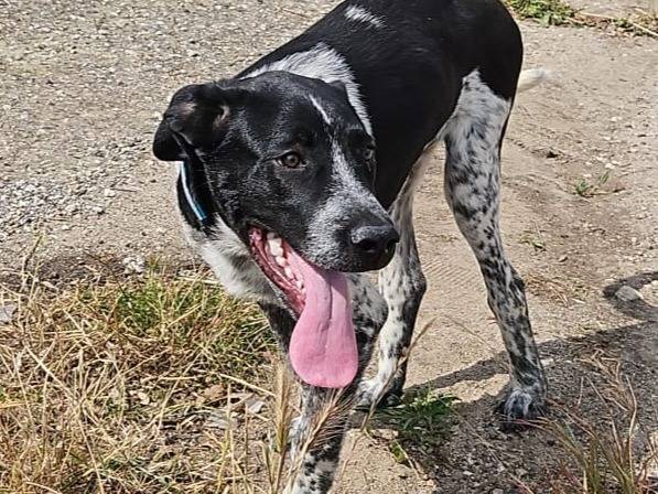 Adotta il cane YUKI MIX SETTERINO  a Varese