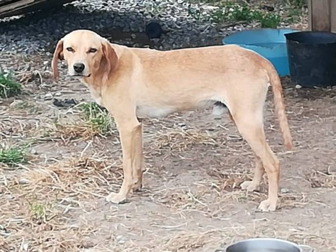 Adozione cane, maschio, Razza sconosciuta Razza sconosciuta, 5 mesi, taglia media contenuta, Milano