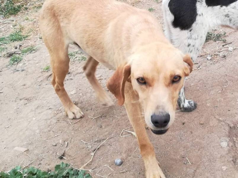 Adotta un cane, maschio, 5 mesi, Milano